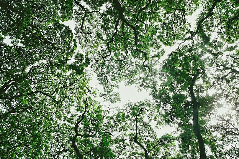 Licensed stock photograph: a green canopy seen from the ground, branches spreading across a bright sky.