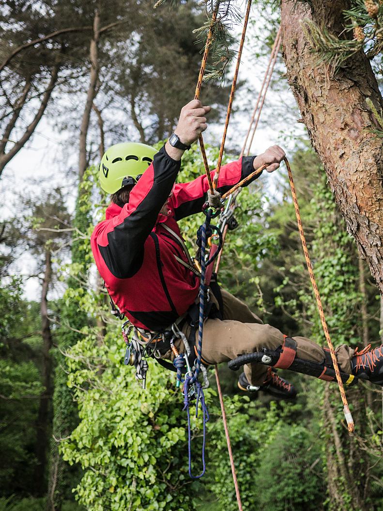 Licensed stock photograph: a climber on ropes in a tree, one hand on the line, boots braced against the trunk.