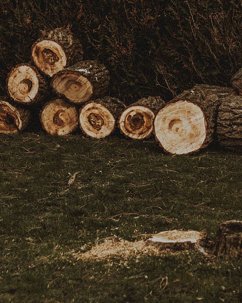 Licensed stock photograph: cut rounds stacked along a hedge on a lawn, with a ground-level stump and sawdust in front of them.