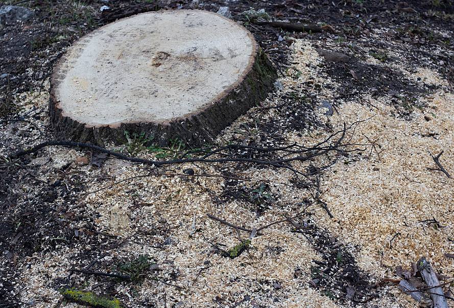 Licensed stock photograph: a freshly cut stump with a pale cut face, ringed by sawdust.